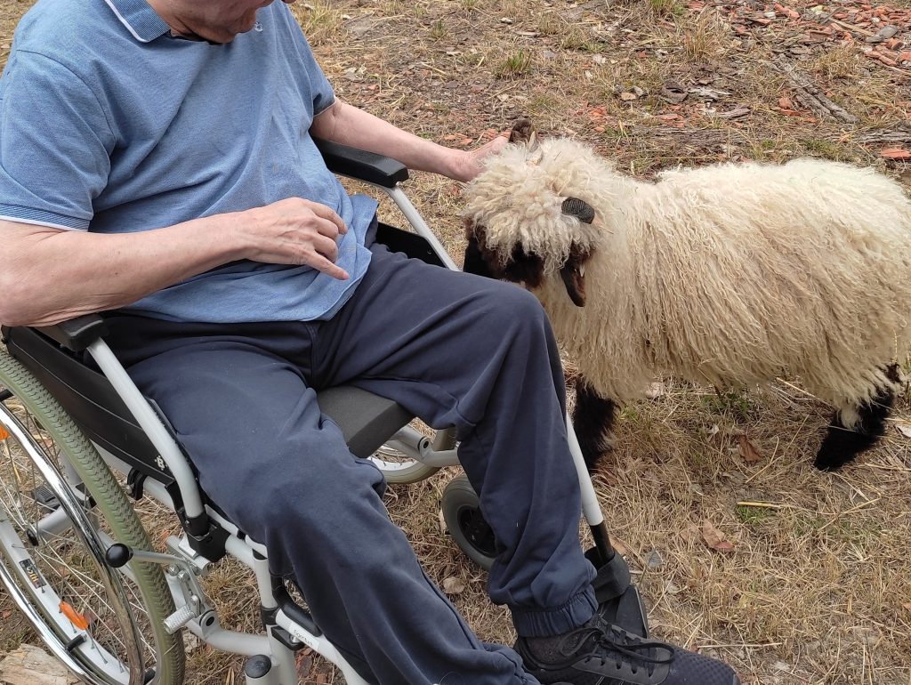 Ein Mann im Rollstuhl streichelt ein Walliser Schwarznasen Schaf auf Hof-Naturverbunden