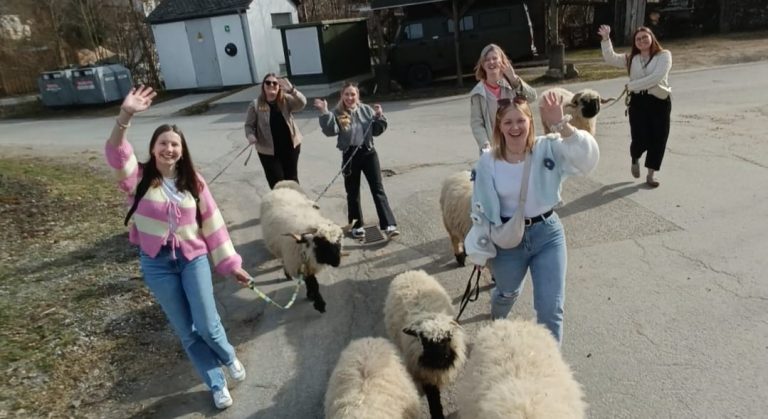 das Bild zeigt eine Gruppe Erwachsene die mit den Walliser Schwarznasenschafen von Hof-Natirverbunden wandern gehen