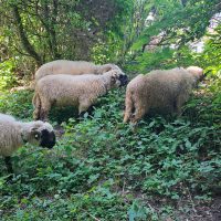 Herdengefühl auf Hof-Naturverbunden