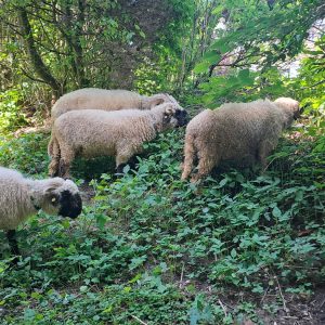 Herdengefühl auf Hof-Naturverbunden
