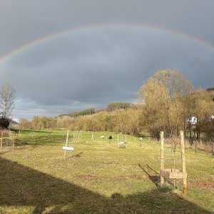 ein schöner Regenbogen über der Schafwiese