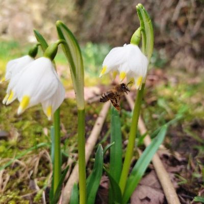 eine Biene fliegt in einen Blumenkelch eines Maiglöckchens