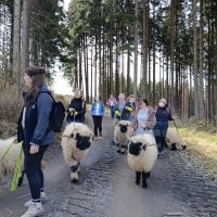 das bild zeigt eine gruppe, ein team bei einer schafwanderung