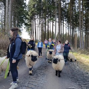 das bild zeigt eine gruppe, ein team bei einer schafwanderung