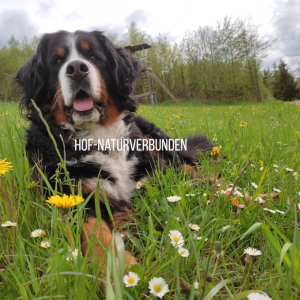 Der Berner Sennenhund Wilma liegt zufrieden auf einer Wiese mit Löwenzahn