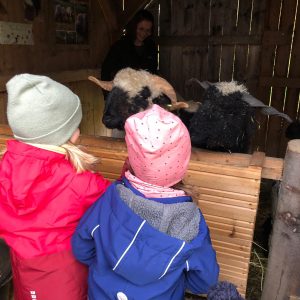 zwei Kinder stehen mit dem Rücken zur Kamera im Schafstall sprechen mit zwei Schafen die interessiert entgegen schauen