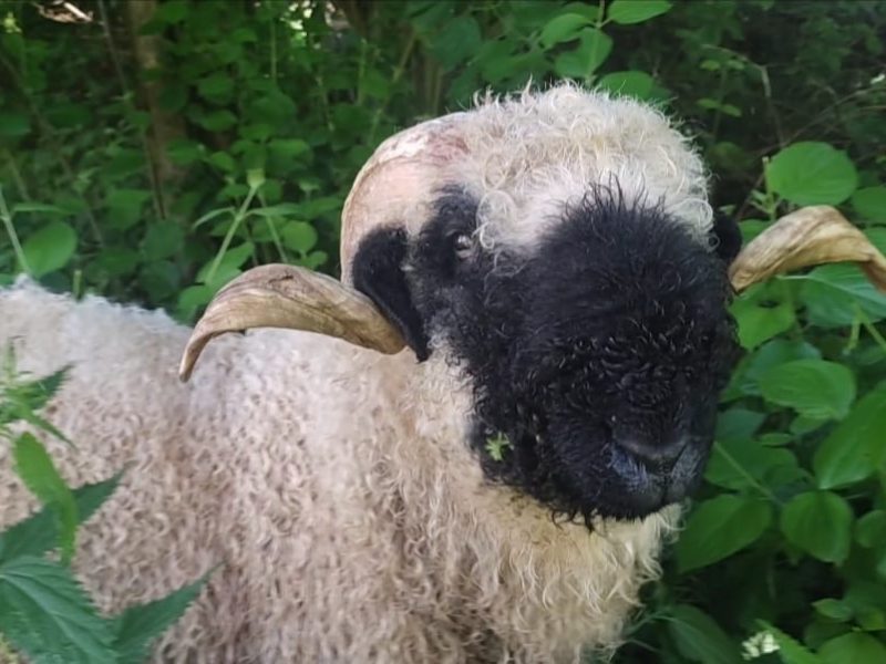 Walliser Schwarznasenschaf Wollebert auf Hof -Naturverbunden