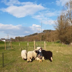 Schafe auf der Wiese, in der Mitte der der Tiere sitzt eine Person und genießt den Tierkontakt